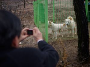 North Korea’s Kim Jong Un Sent These Puppies as a Peace Gift to South Korea. (Twitter)