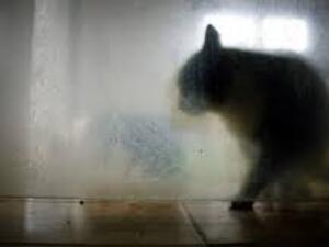 A Pennsylvania couple's pet cat has alerted its owners to a late night fire. (AFP/ File Photo)