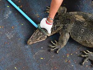 the 5-and-a-half-foot, 35-pound lizard was last seen March 4 at around 1:20 p.m. (AFP/ File Photo)