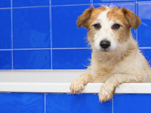 Shutterstock/ File Photo)