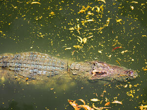 (Shutterstock/ File Photo)