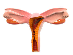نبات خاتم الذهب يُعتبر هذا النبات فعّالاً للغاية في علاج الأورام الليفية 