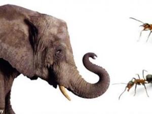 الفيل والنملة