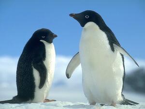 بطريق ورفيقته