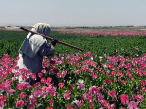 The use of opium has become a tradition in the province (AFP/File)