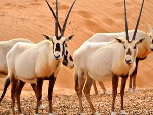 The Arabian oryx can be found in the Empty Quarter. (Twitter)