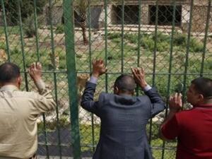 أسود عدي صدام حسين