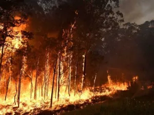 مقتل 5 أشخاص في حريق غابات ضخم بولاية كاليفورنيا