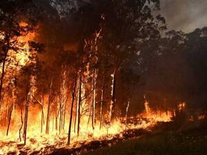 مقتل 5 أشخاص في حريق غابات ضخم بولاية كاليفورنيا