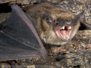 A massive bat caused quite a scare in a Lebanese town. (Shutterstock)