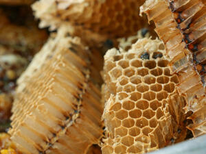 العكبر "صمغ النحل" يضبط إفرازات الكبد