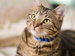 إماراتي يعذب قطة حتى الموت