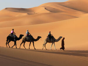 Camels can carry humans... and deadly respiratory viruses. (Shutterstock)