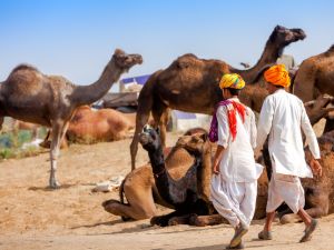 Would-be camel abusers beware: An overheated ruminant can be motivated to literally take your head off if provoked. (Shutterstock)