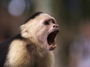 An angry monkey. (Shutterstock)