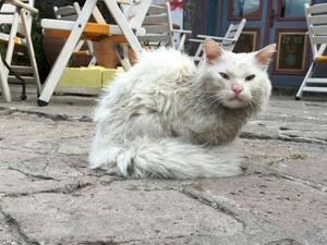 Kunkush has been reunited with her family. (Facebook/ReuniteDias)