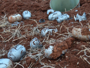 Cluster munitions. (Twitter)