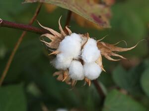 Egypt's sunny skies and superior seed help it grow a cotton known for unusually long fibres that produce a light, durable fabric. (File photo)