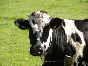 A Qatari businessman will fly 4,000 cows to the Gulf desert to fill the void left by a collapse in the supply of fresh milk amid the recent blockade. (Pixabay) A Qatari businessman will fly 4,000 cows to the Gulf desert to fill the void left by a collapse in the supply of fresh milk amid the recent blockade. (Pixabay)