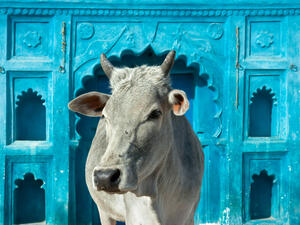 The Muslim was driving in a convoy of six cattle transport trucks when the mob intercepted his vehicle. (shutterstock)