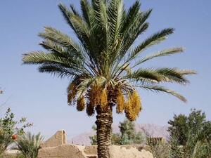 نخلة ناصر القصبي