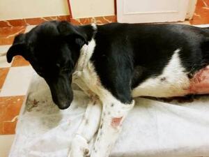 اغتصاب كلبه