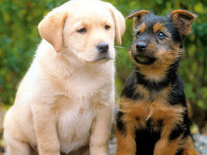 مصري يطبخ كلاب في القصيم