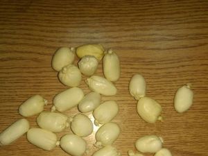 27 كيس مخدرات في احشاء مسافر بمطار الملكة علياء بالاردن
