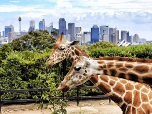 Dubai Safari will be home to around 3,500 animals in its first phase. (AFP)