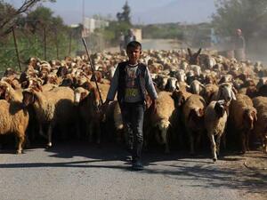 أضاحي العيد تكسر حصار غوطة دمشق