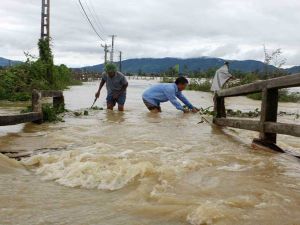ألحقت الفيضانات أضرارا أيضا بأكثر من 54300 فدان أرز 
