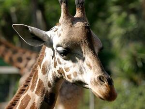 لساتها صاحية بس منعوسة