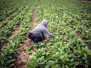 "نبقى نزرع وإسرائيل تخرب"