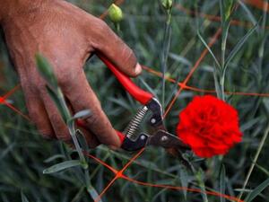 مزارع فلسطيني يقطف الزهور من احدى مزارع غزة بعد ان سمحت اسرائيل لهم بتصدير بعض منتوجهم للاتحاد الاوروبي/أ.ف.ب