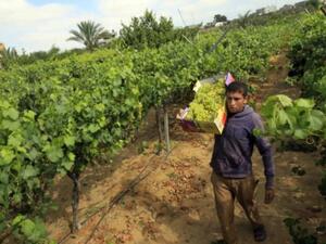 موسم قطف العنب/رفح/غزة/أ.ف.ب