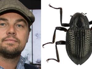 ليوناردو دي كابريو