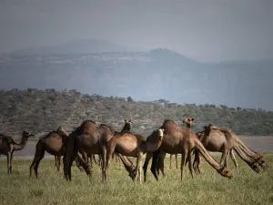 الصومال 