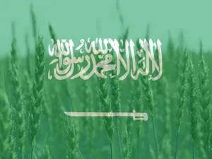 السعودية تطرح مناقصة عالمية لشراء 960 ألف طن شعير