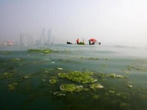 The development of the algae-for-biofuels industry can be used to supplement the growth of the aquaculture industry in the UAE