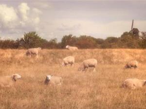 The Kingdom consumes around 100,000 heads of sacrifice sheep during Eid Al Adha, 70,000 of which are slaughtered in Amman and the rest in other cities