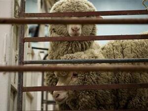 Due to the large number of sheep available in the market, the FTA president said he expected prices to remain stable during the four-day Eid