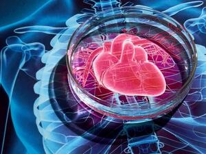 جامعة في دبي تطور تطبيقاً للكشف عن أمراض القلب