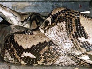 A reticulated python (AFP/File Photo)