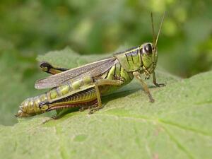 A little bug is causing some big anxiety for the Jordanian agriculture ministry. (Shutterstock)