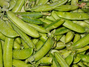 الفول الأخضر يساعد فى تنظيم نسبة ضغط الدم فى الجسم