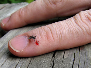 رد الفعل التحسسي على لعاب البعوض قد يكون السبب الرئيسي لاستمرار الحكة 