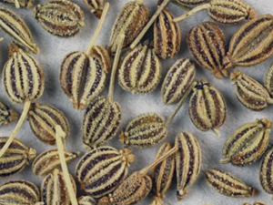 من فوائد عشبة النانخة المساعدة على هضم الطعام

