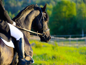 ركوب الخيل أن يساعد الأشخاص على التعافي بعد تعرضهم للسكتة الدماغية
