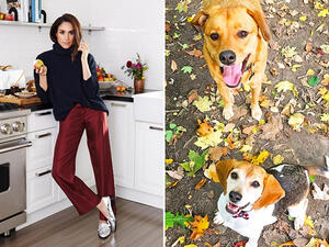 ميغان ماركل وكلابها