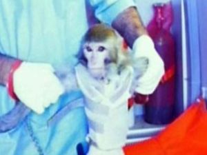  إيران أعلنت السبت أنها أرسلت قردا ثانيا إلى الفضاء وأعادته سالما